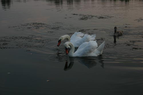 IMG_3797